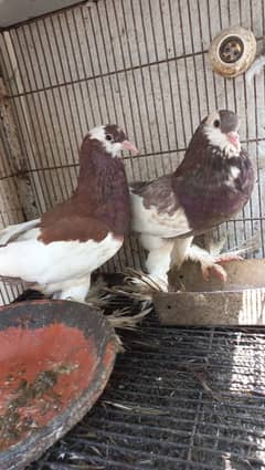 magpie pouter breader available in Lahore