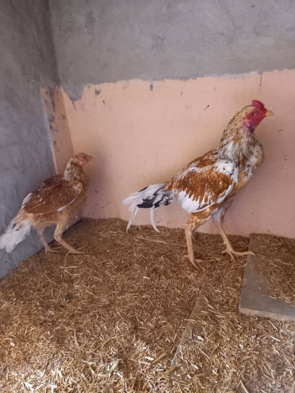 Aseel Pair For sale 3