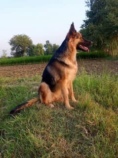 German shepherd My WhatsApp number 03001868066