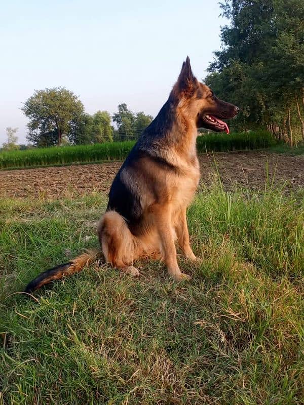 German shepherd My WhatsApp number 03001868066 0