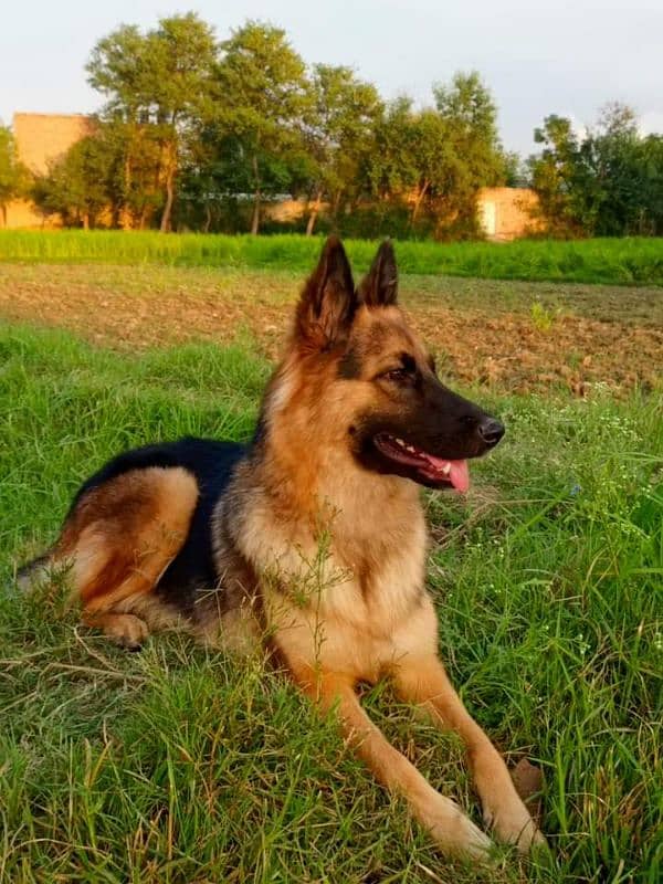 German shepherd My WhatsApp number 03001868066 1