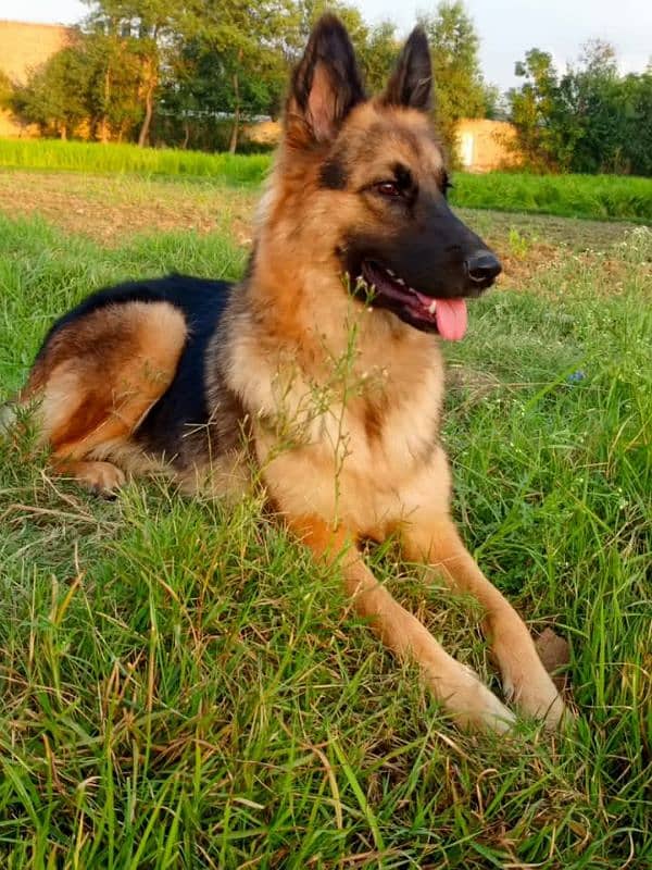 German shepherd My WhatsApp number 03001868066 2