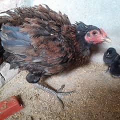 Ganaoi Aeels Hen With 7 chicks