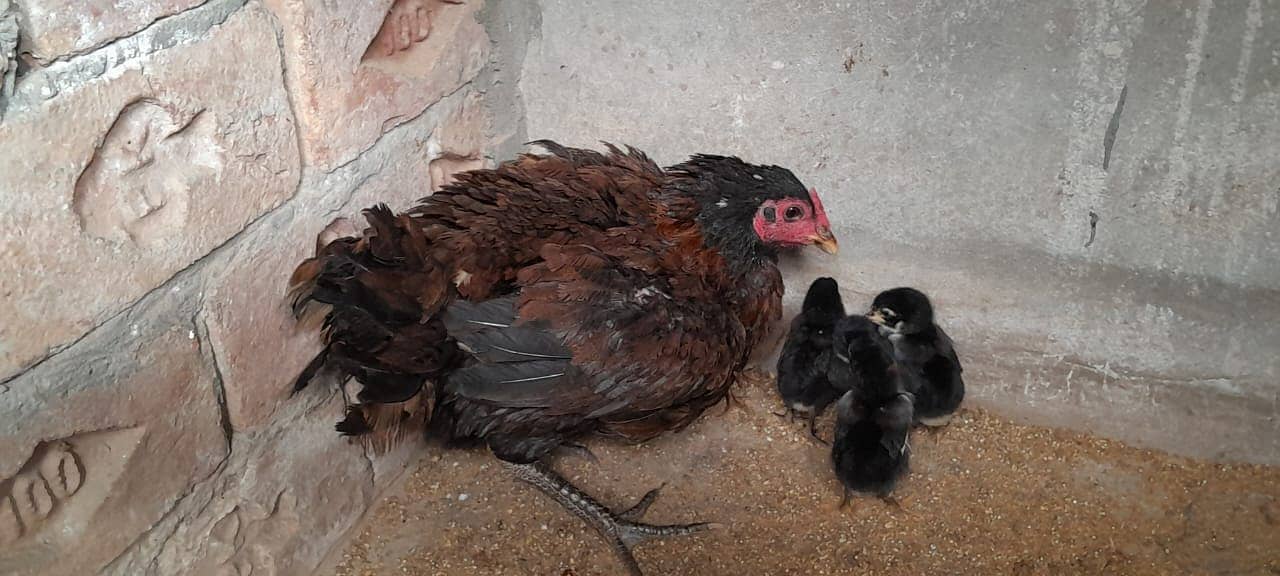 Ganaoi Aeels Hen With 7 chicks 1