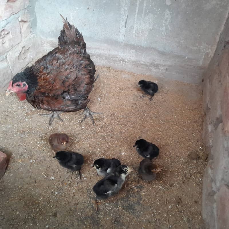 Ganaoi Aeels Hen With 7 chicks 2