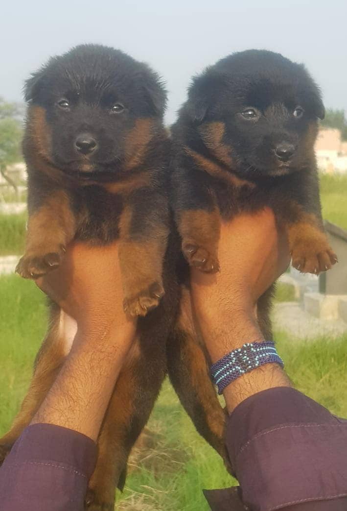 German shepherd puppies / puppy / GSD pup 0