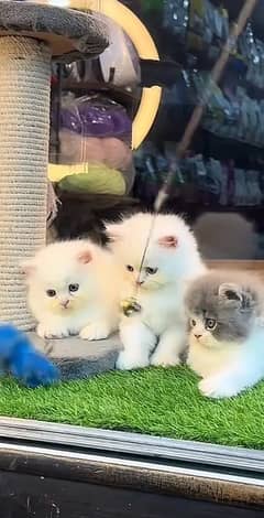 white Persian kittens| Triple long coated | punch Face|cat babies sal