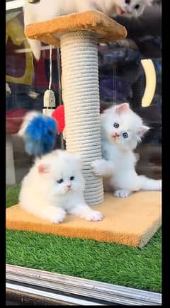 persian  kittens