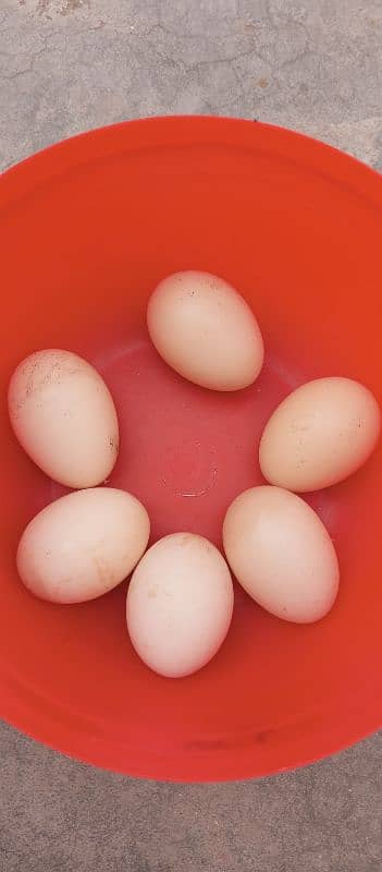 paper white hera Aseel fertile eggs 0