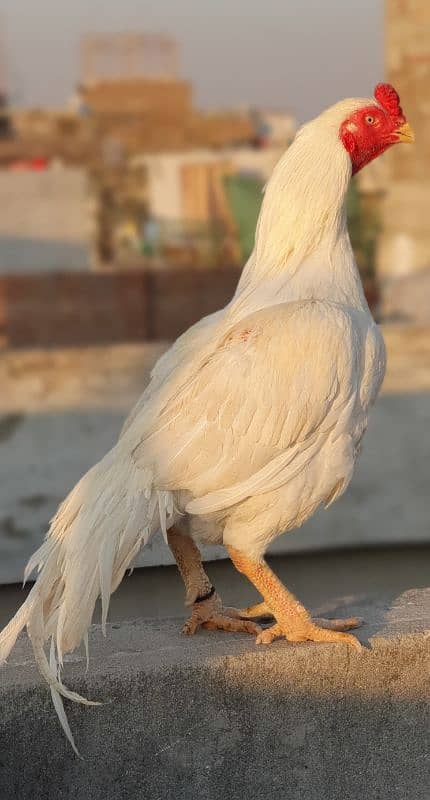 high quality old blood amroha Mianwali lasani heera breeder hen murga 0