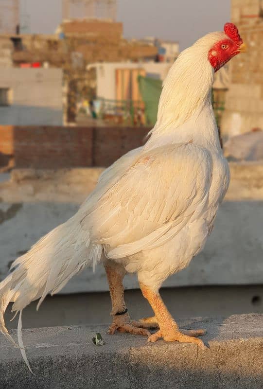 high quality old blood amroha Mianwali lasani heera breeder hen murga 1