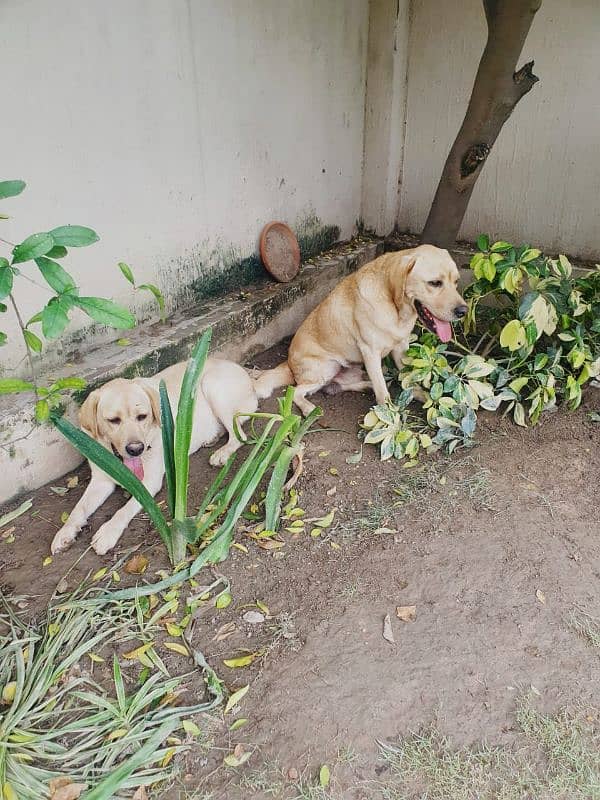 Labrador dog pair 0