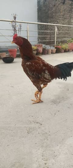 Aseel hen for sale in baja swabi