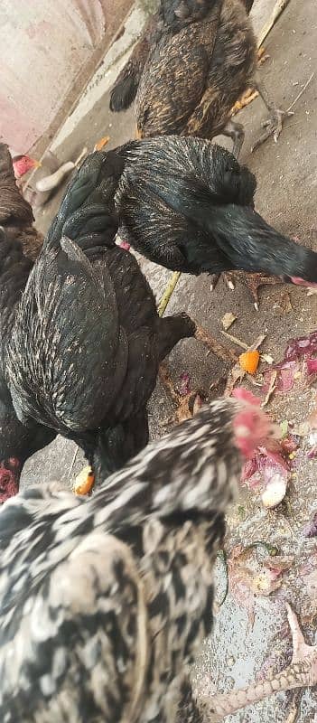 Aseel hen for sale in baja swabi 2