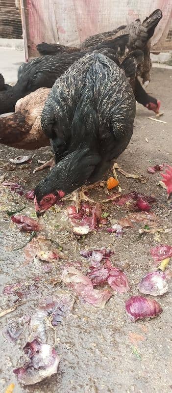 Aseel hen for sale in baja swabi 3