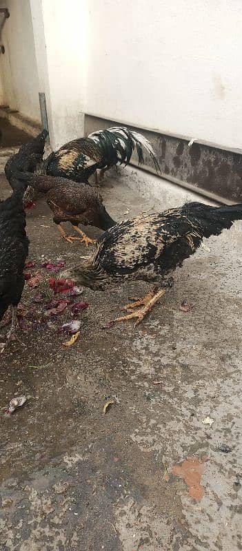 Aseel hen for sale in baja swabi 4