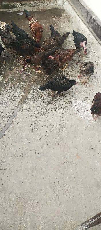 Aseel hen for sale in baja swabi 5