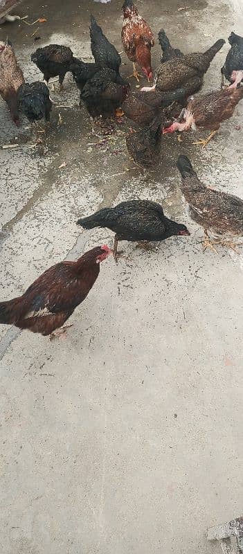 Aseel hen for sale in baja swabi 6