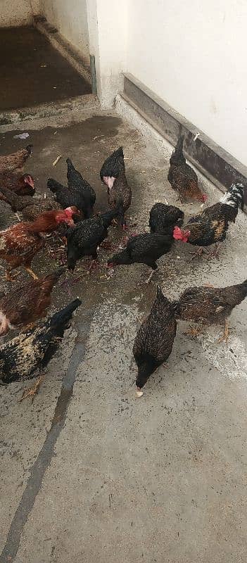 Aseel hen for sale in baja swabi 7