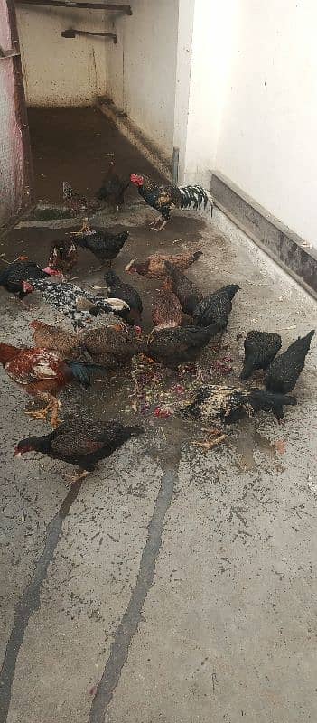 Aseel hen for sale in baja swabi 8