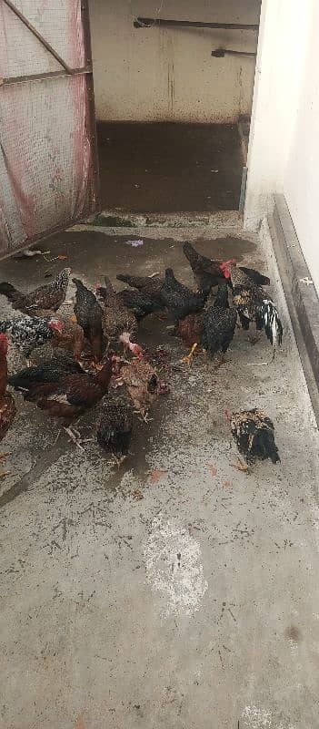 Aseel hen for sale in baja swabi 9