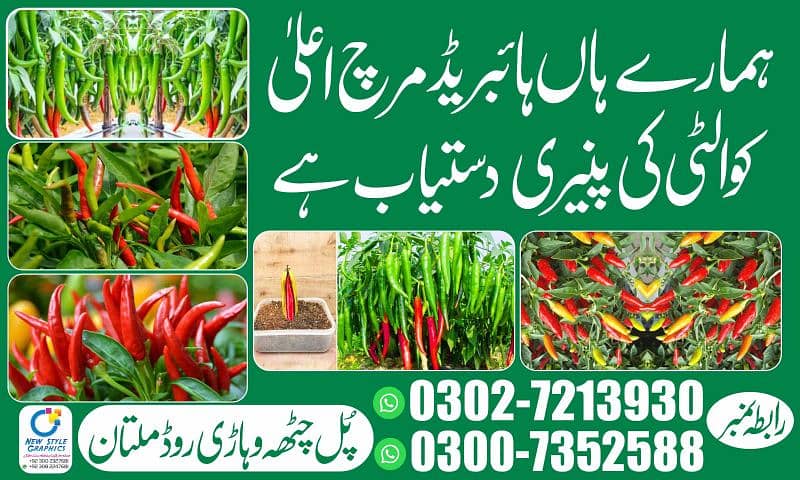 Hybrid Green Chilli Plants 0