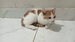 2 baby male cat