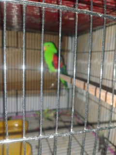 Red Wing (Australian Parakeet)