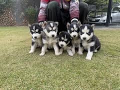 husky puppies