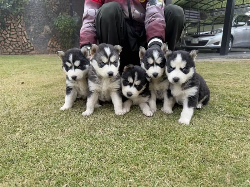 husky puppies 0