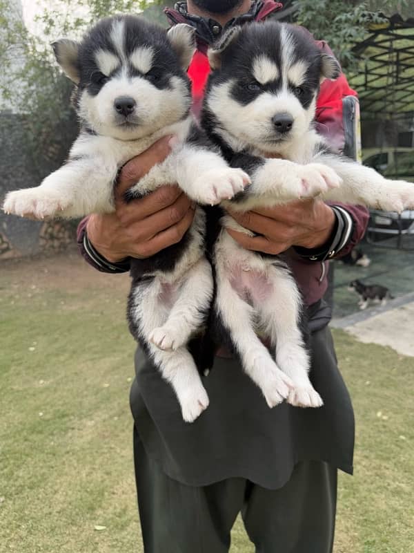 husky puppies 3