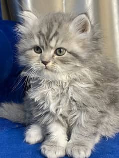 persian  triple coat kitten with punch face