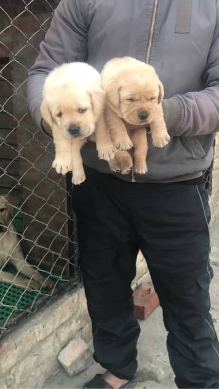 labrador pedigree puppies 0