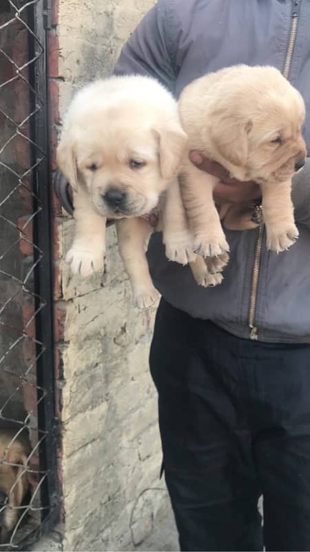 labrador pedigree puppies 2