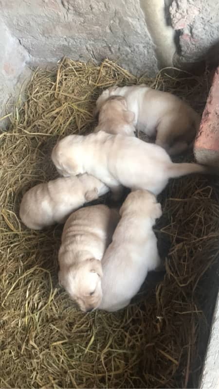 labrador pedigree puppies 3