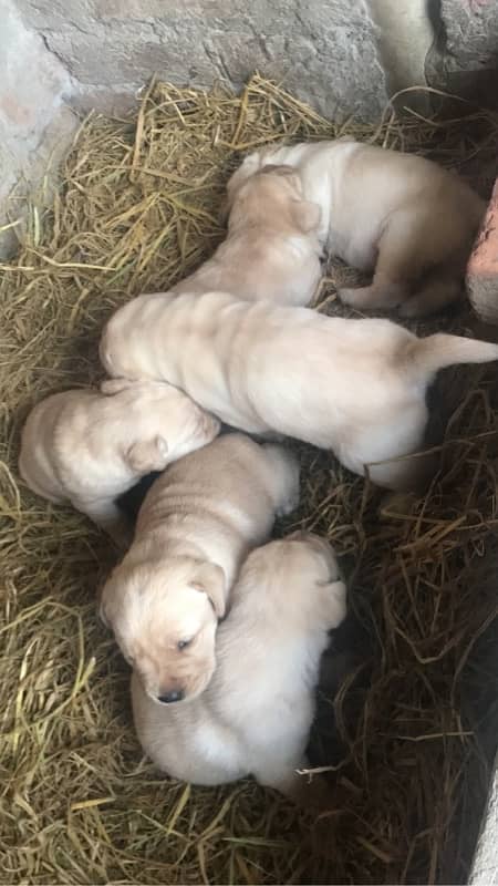 labrador pedigree puppies 4