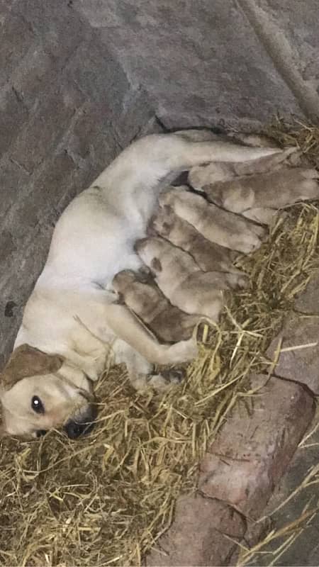 labrador pedigree puppies 6