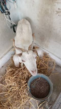 bakri for sale