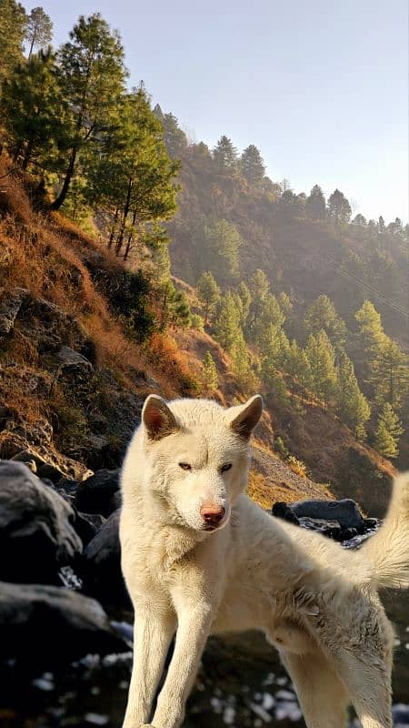 White Siberian Husky 0