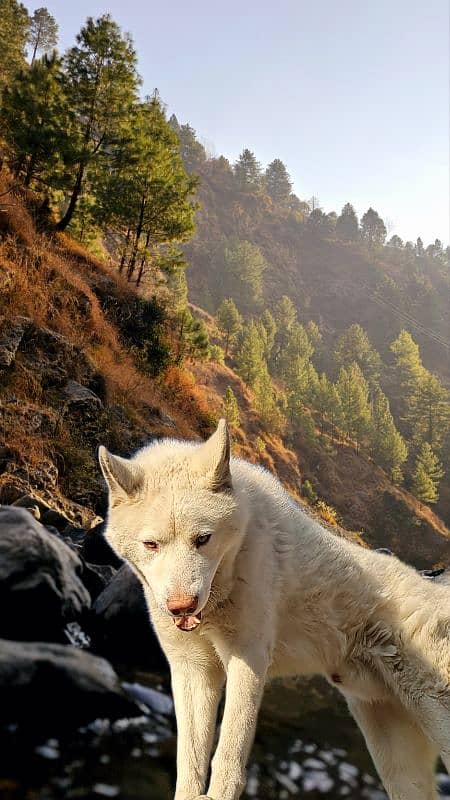 White Siberian Husky 4