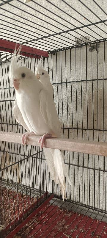 Eno cockatiel breeder pair for sale full active and healthy. . 1