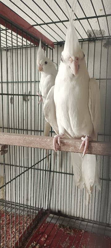 Eno cockatiel breeder pair for sale full active and healthy. . 2