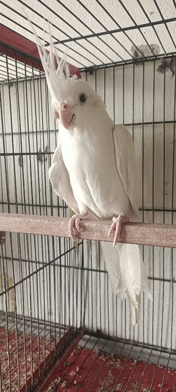 Eno cockatiel breeder pair for sale full active and healthy. . 3