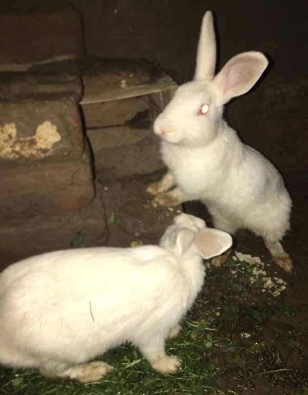 Rabbit  male & female 0