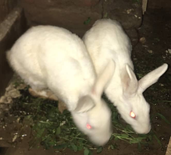 Rabbit  male & female 1