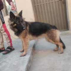 GSD FEMALE LONG COAT 2YEARS (03187297428)