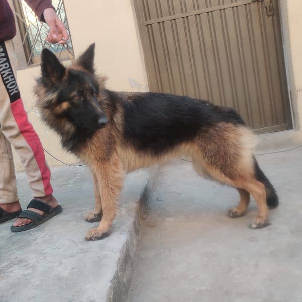 GSD FEMALE LONG COAT 2YEARS (03187297428) 0