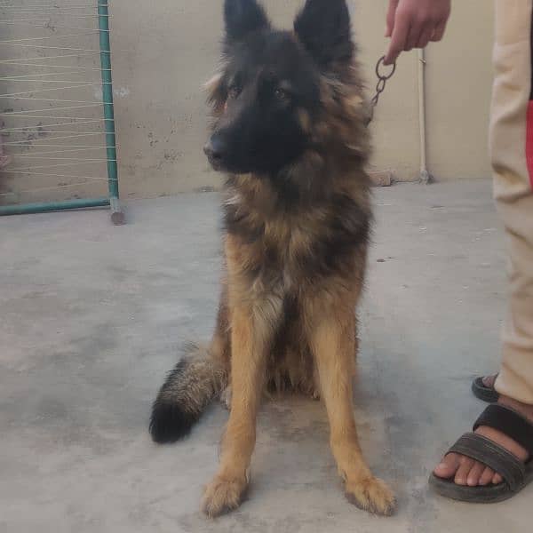 GSD FEMALE LONG COAT 2YEARS (03187297428) 1