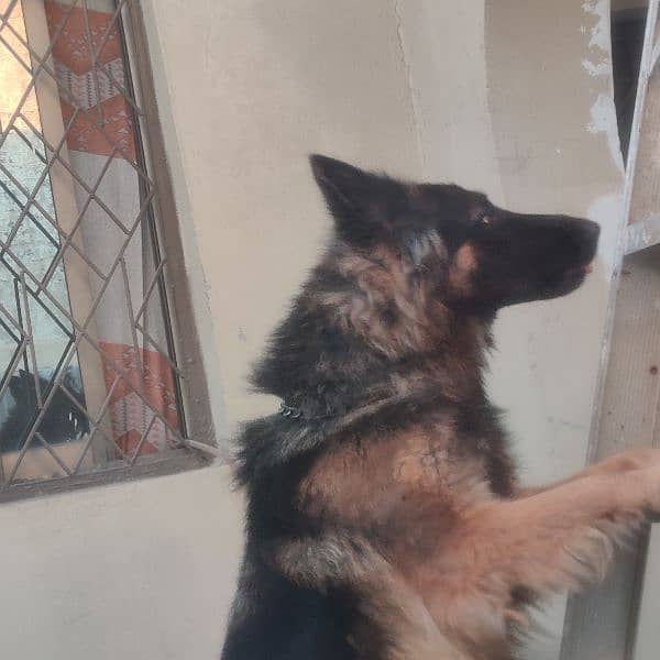 GSD FEMALE LONG COAT 2YEARS (03187297428) 2