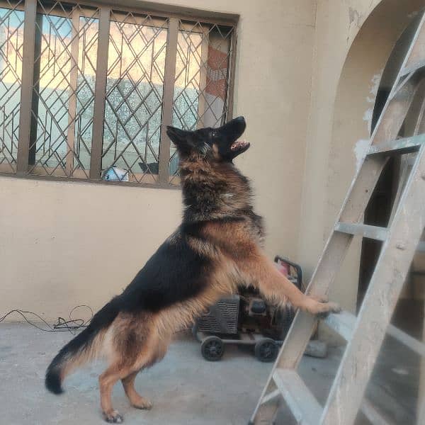 GSD FEMALE LONG COAT 2YEARS (03187297428) 3